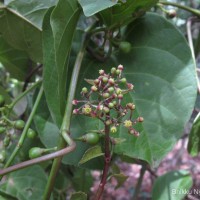 Cissus lonchiphylla Thwaites